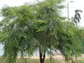 Indian gooseberry ، emblic ، emblic myrobalan ، Malacca tree ، amla 